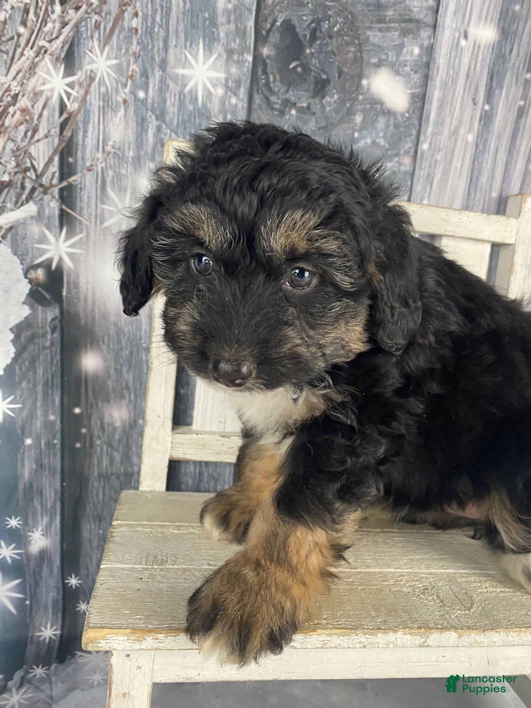 Aussiedoodle dogs for sale: Clarabell - Ad 5