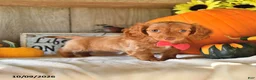 Dachshund dogs for sale: Pumpkin - Ad 4