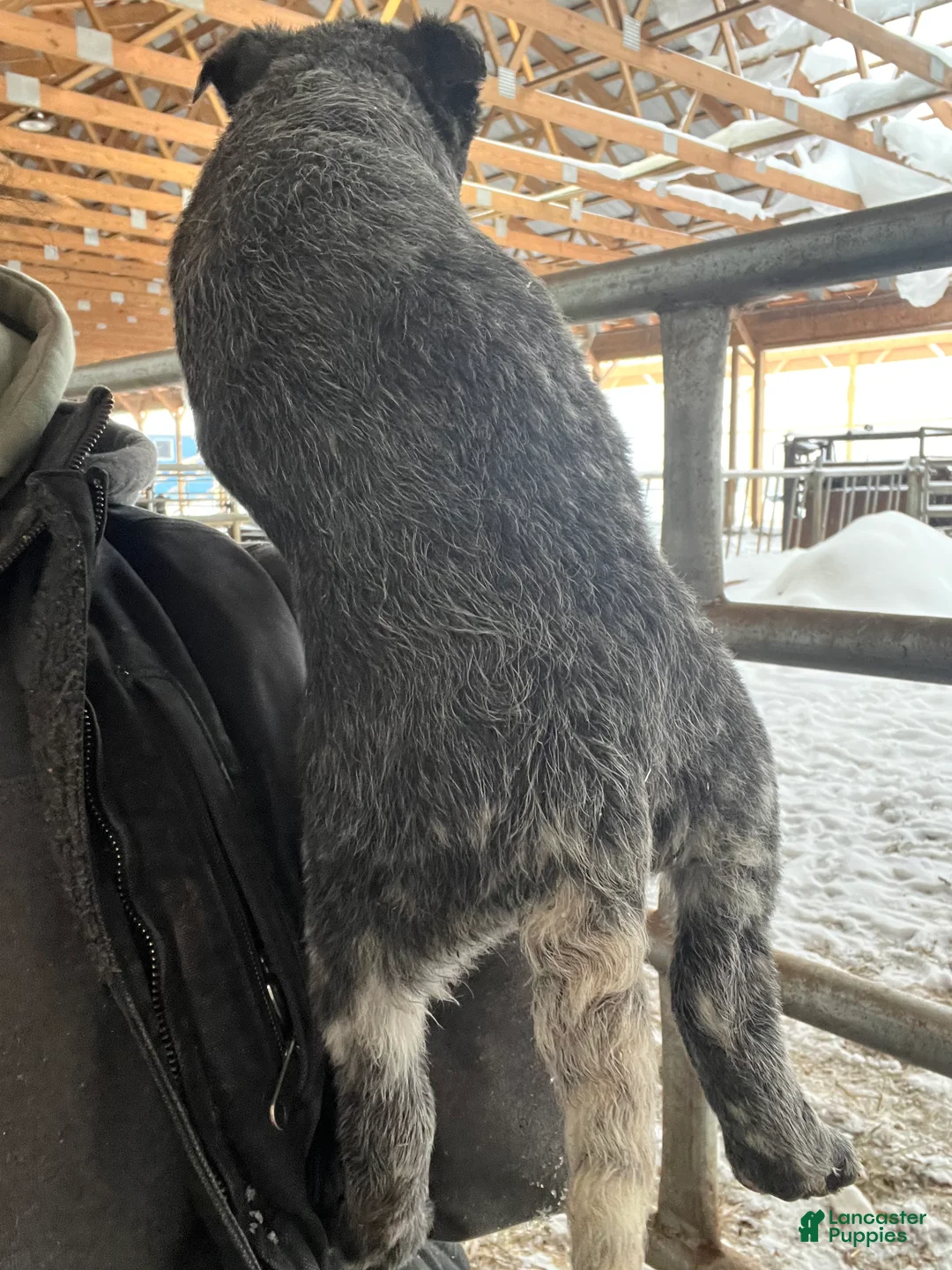 Australian Cattle Dog dogs for sale: Ebony  - Ad 4