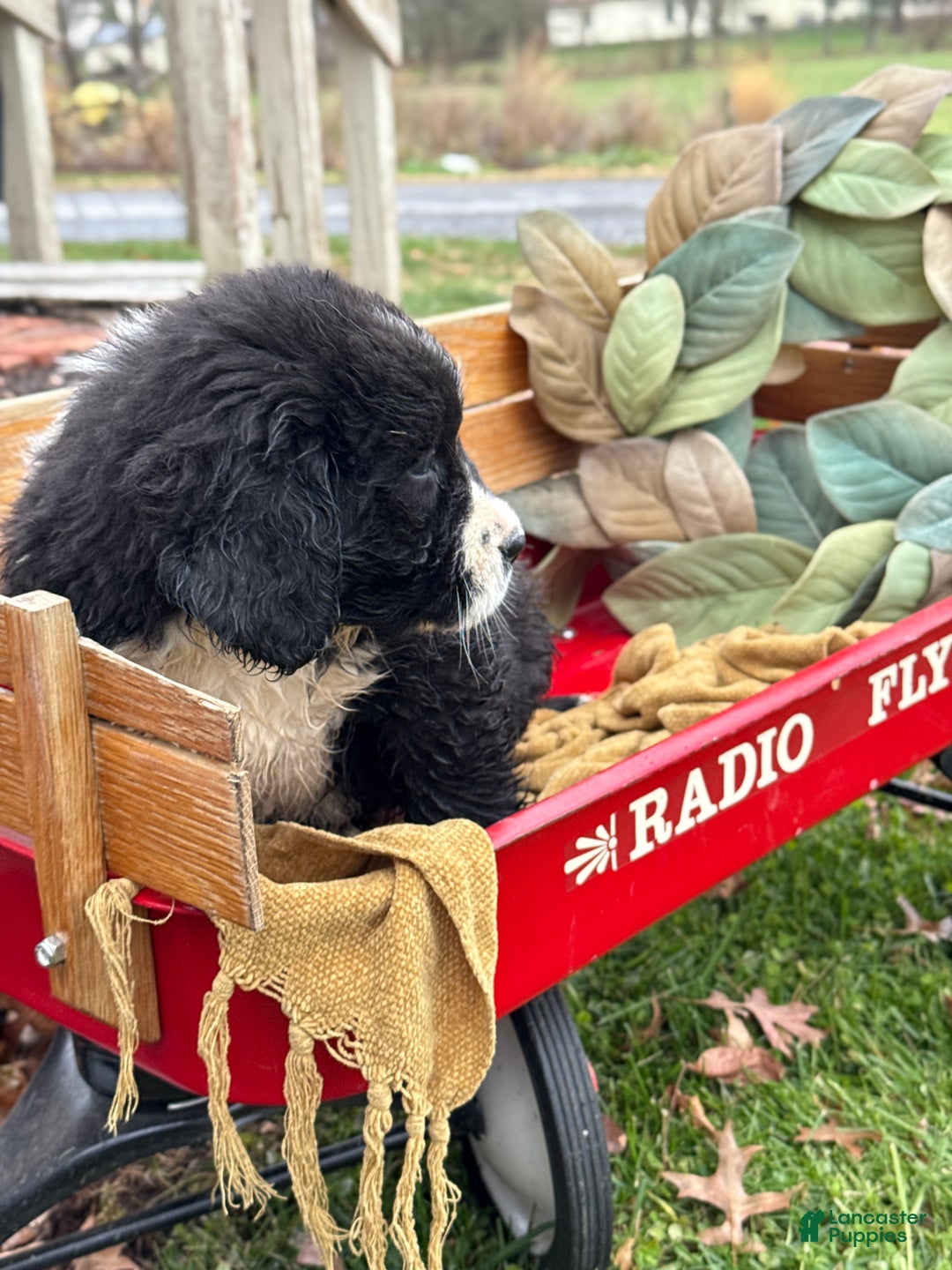 Mixed Breed dogs for sale: Watson - Ad 2