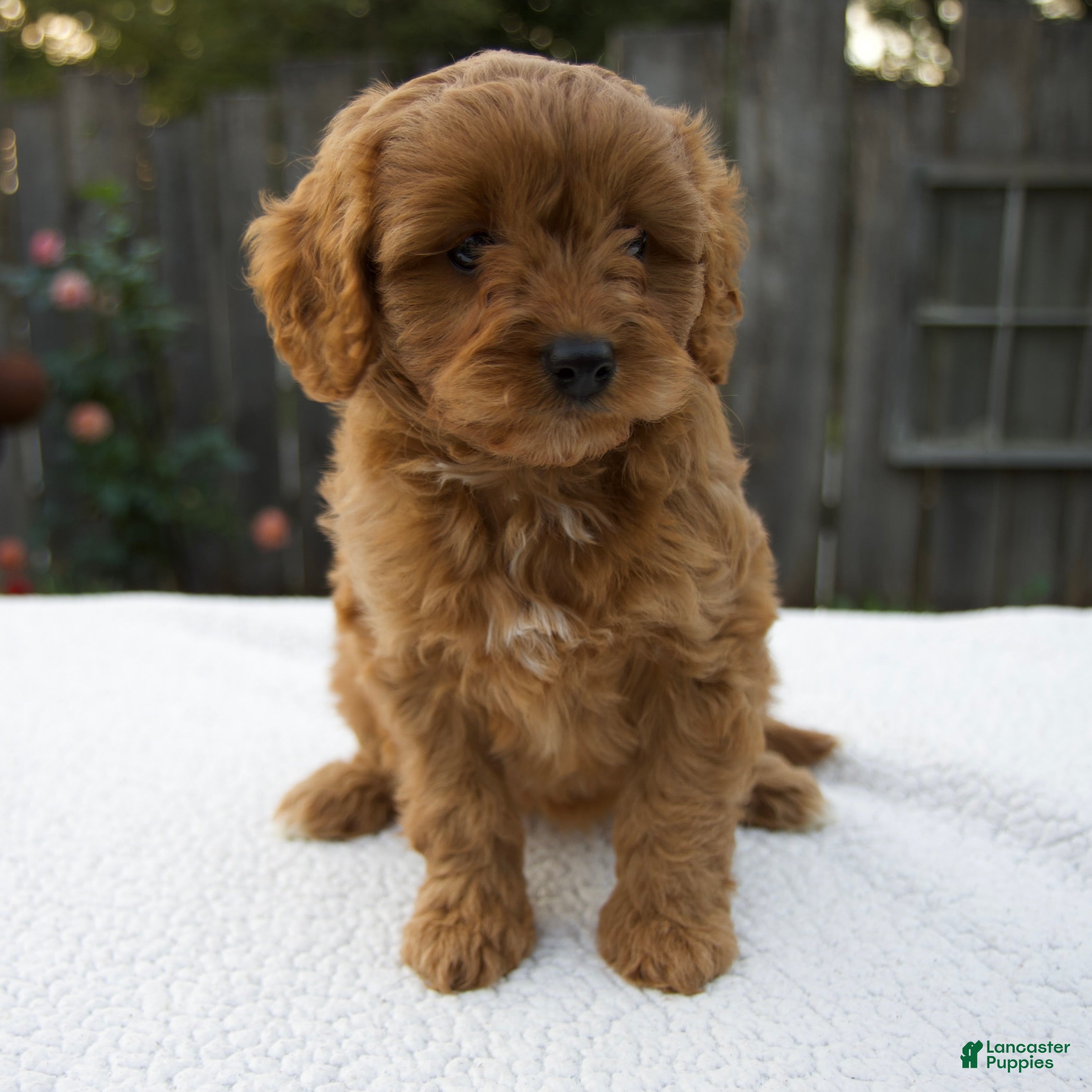 Cavapoo dogs Greta - Ad 1