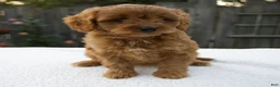 Cavapoo dogs for sale: Greta - Ad 1