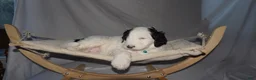 Mixed Breed dogs for sale: Fifi - Ad 17