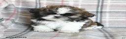 Shih Tzu dogs for sale: Cookie - Ad 3