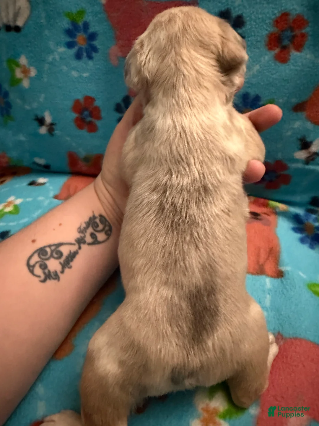 French Bulldog dogs for sale: Spot - Ad 2