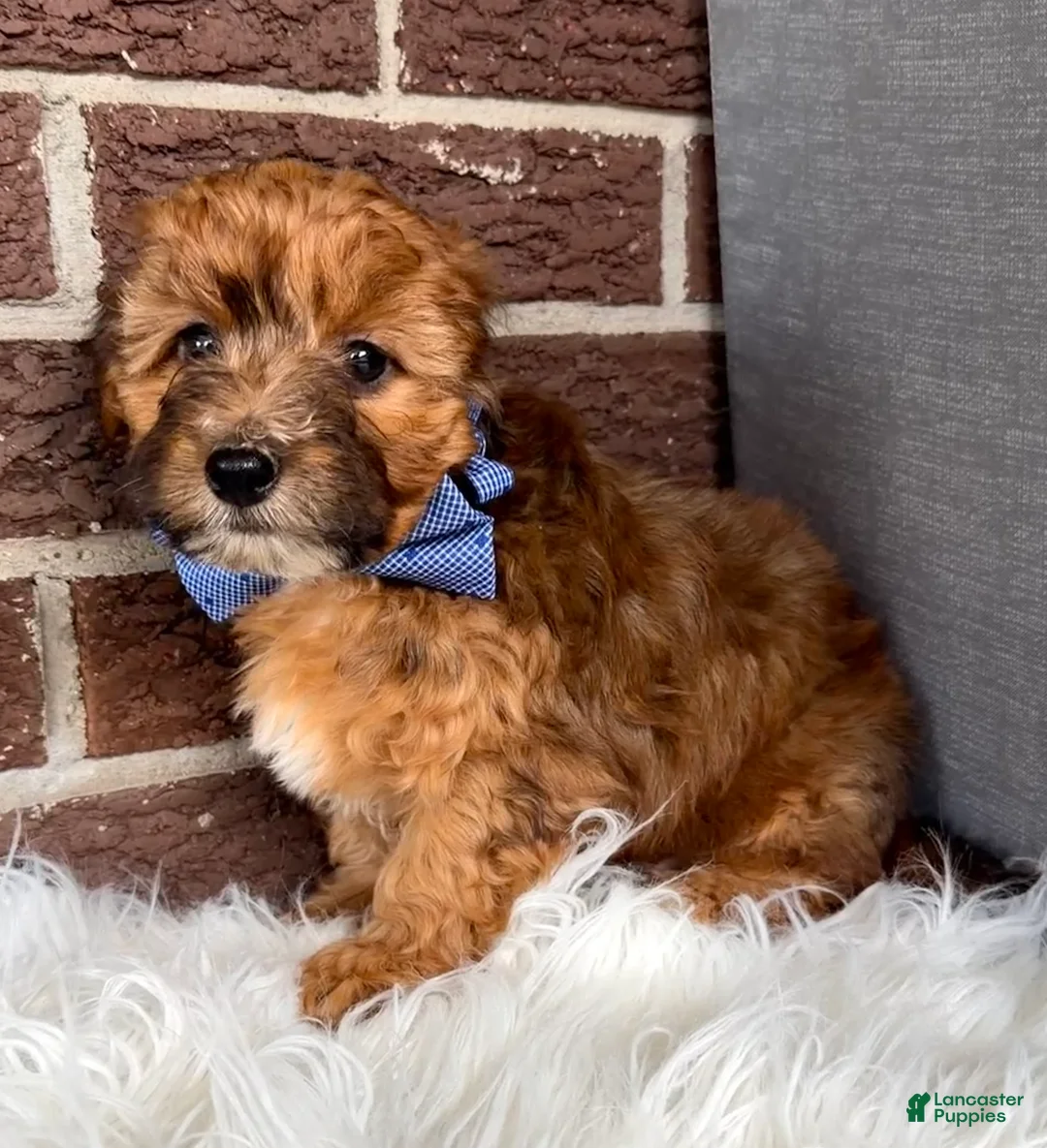 Yorkiepoo dogs for sale: Beau - Ad 6