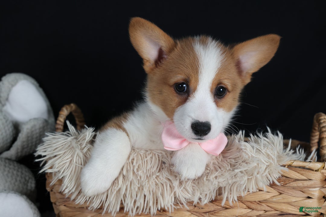 Welsh Corgi Pembroke dogs for sale: Honey - Ad 5