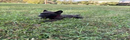 Belgian Malinois dogs for sale: Harry Potter (red) - Ad 2