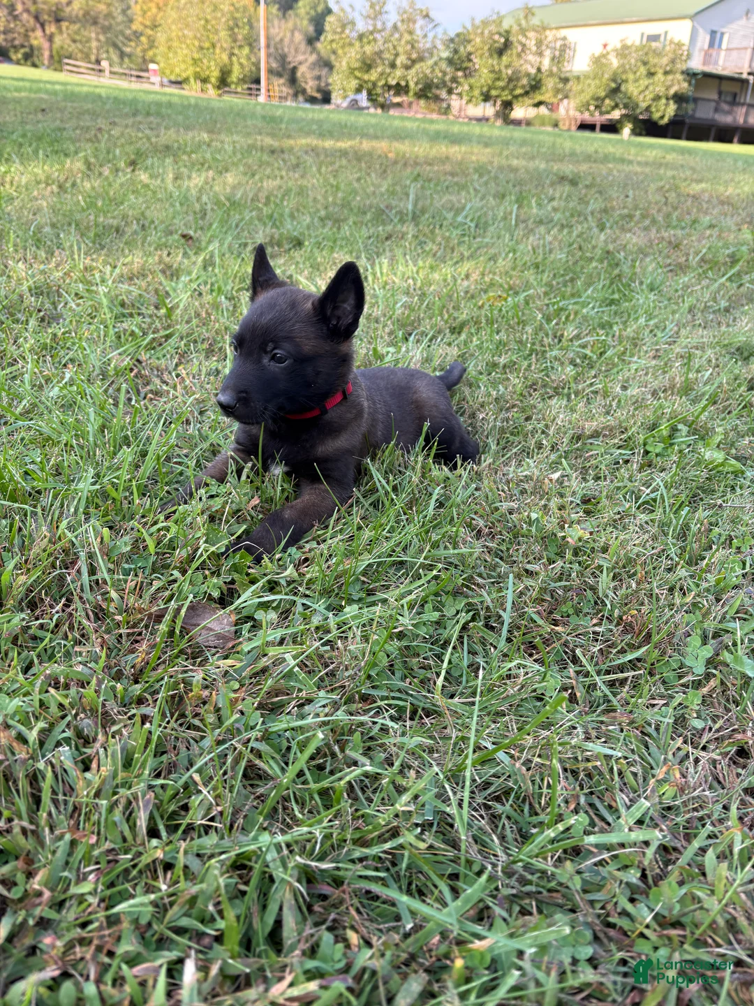 Belgian Malinois dogs for sale: Harry Potter (red) - Ad 2