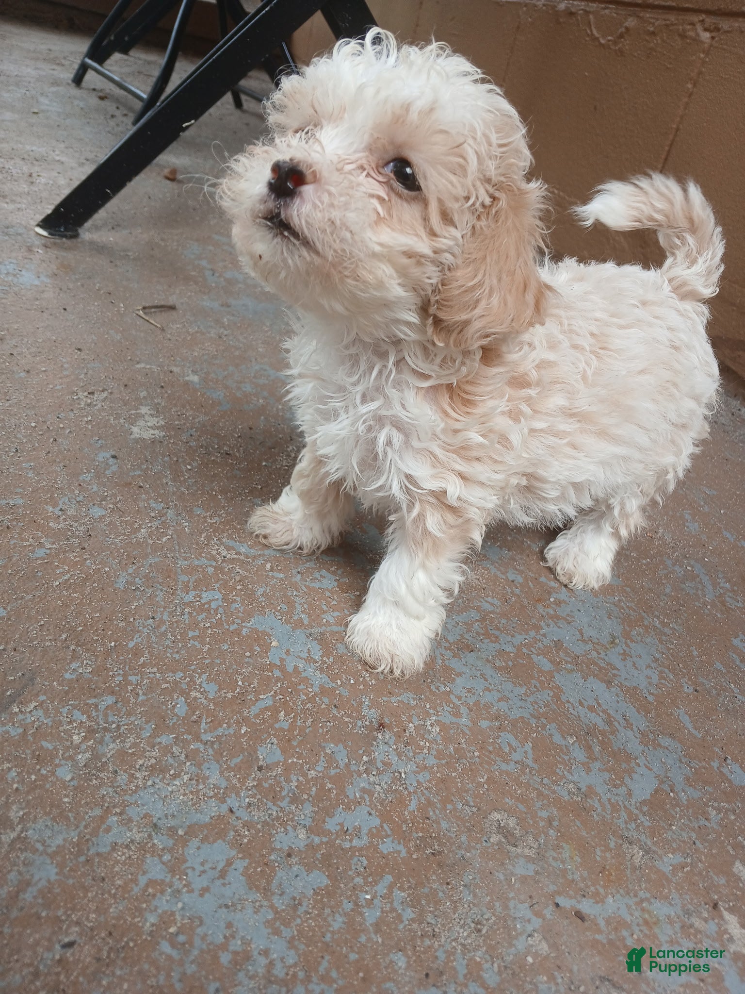 Toy Poodle dogs for sale: Toy Poodle Puppy 2 - Ad 2
