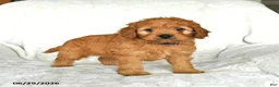 Cockapoo dogs for sale: Cutie - Ad 3