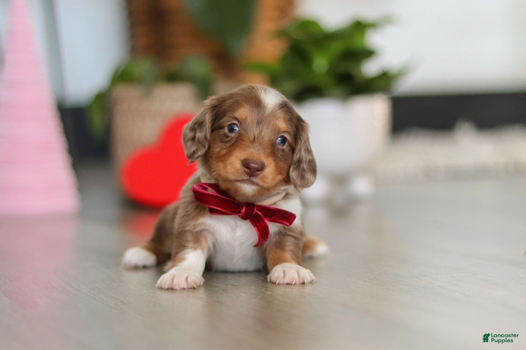 Dachshund dogs for sale: Jake - Ad 6