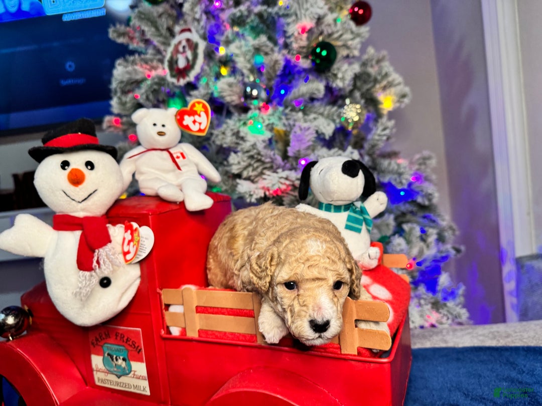 Toy Poodle dogs for sale: Nicholas - Ad 1