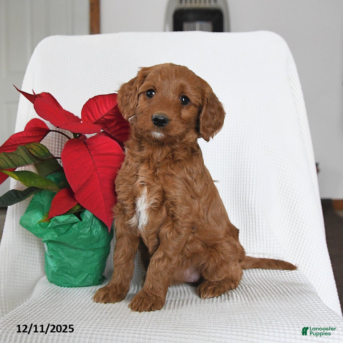 Mini Goldendoodle dogs Pumpkin - Ad 23