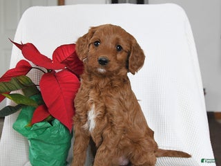 Mini Goldendoodle dogs Pumpkin - Ad 23