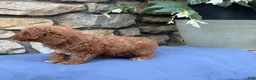 Miniature Poodle dogs for sale: Mabel - Ad 5