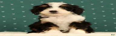 Oscar