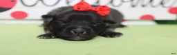 Keeshond dogs for sale: Anna - Ad 2
