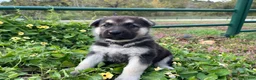 German Shepherd dogs for sale: Obsidian  - Ad 2