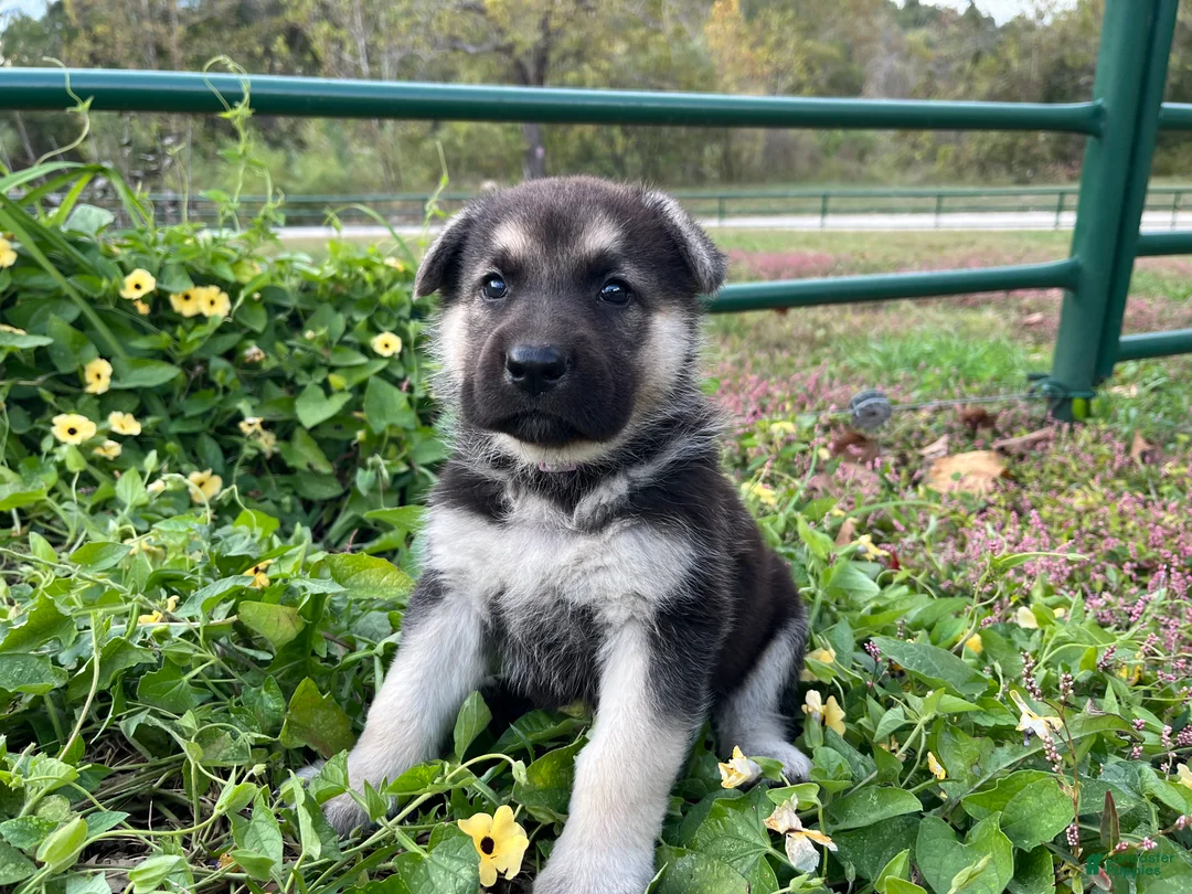 German Shepherd dogs for sale: Obsidian  - Ad 2