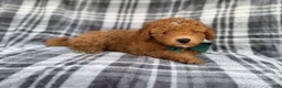 Mini Aussiedoodle dogs for sale: Ozzy - Ad 2