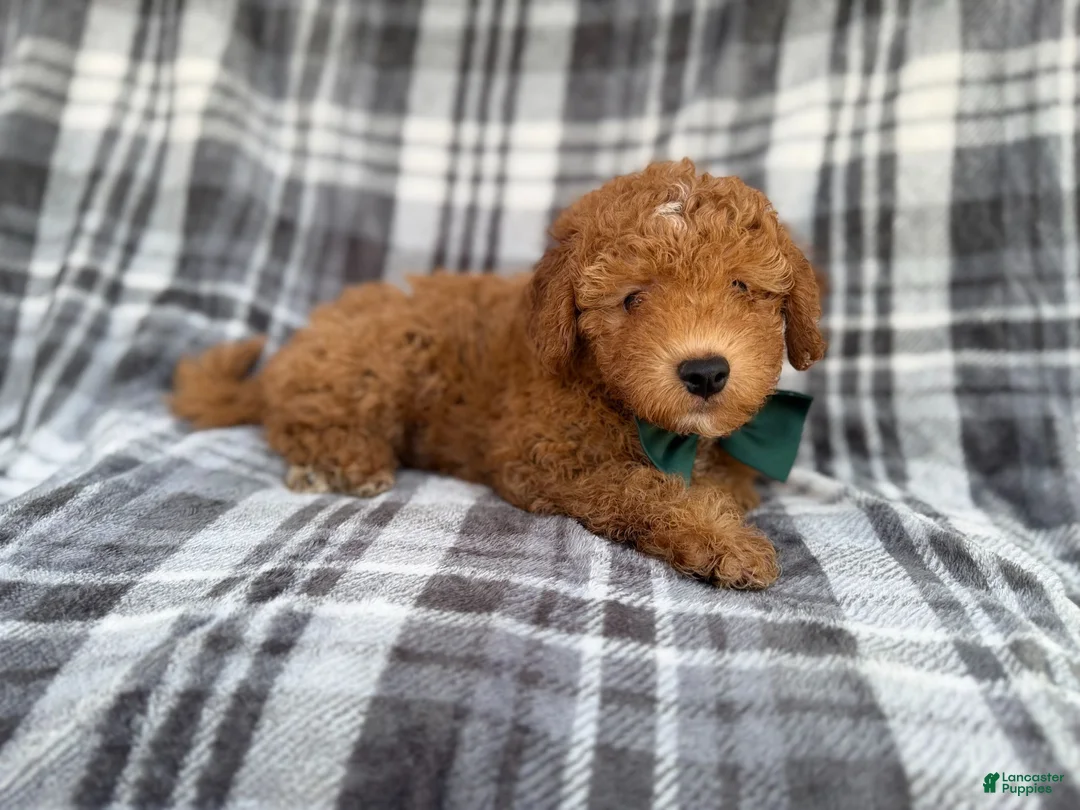 Mini Aussiedoodle dogs for sale: Ozzy - Ad 2