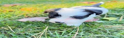 Mixed Breed dogs for sale: Mixed Breed 1 - Ad 3