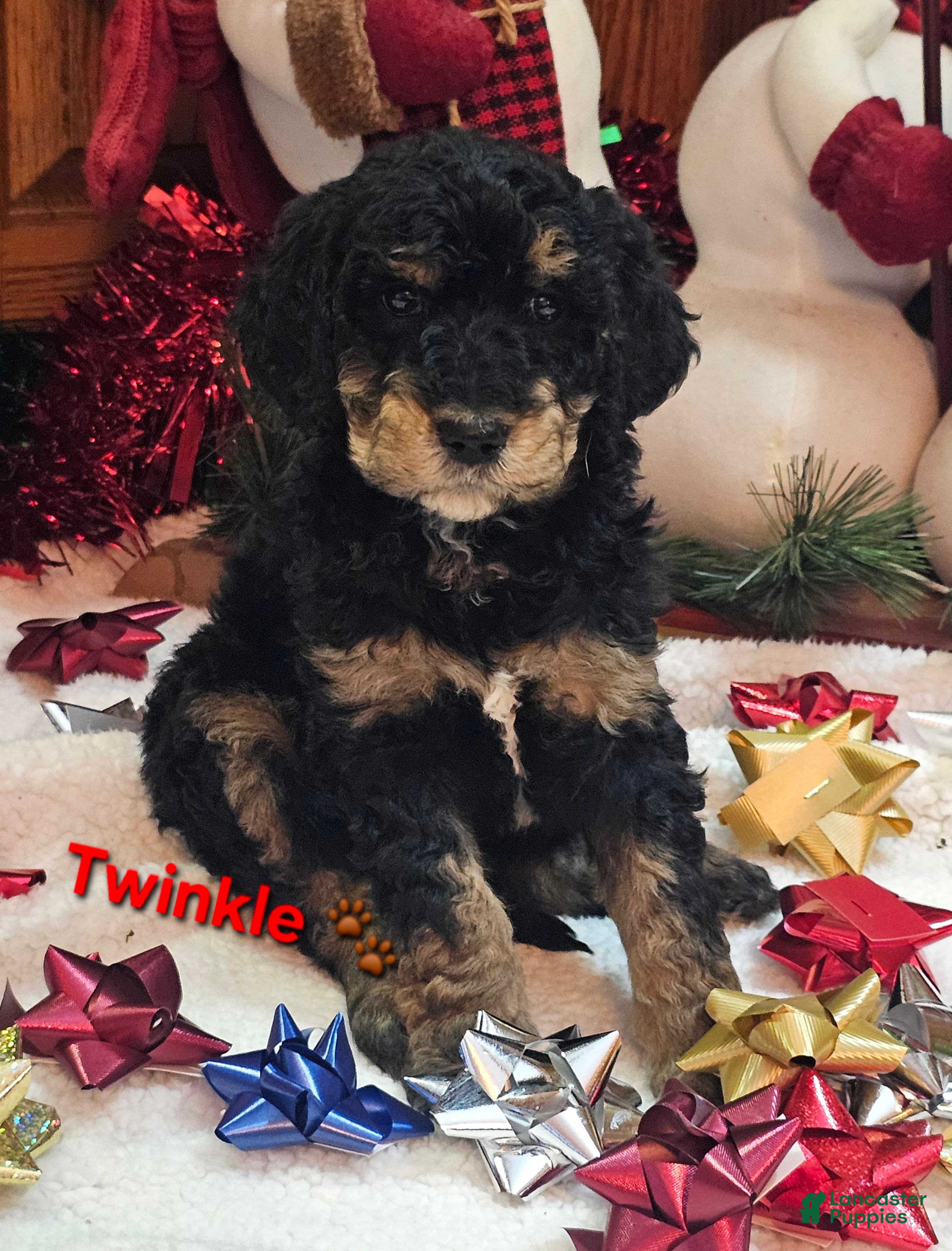 Goldendoodle dogs Twinkle - Ad 32
