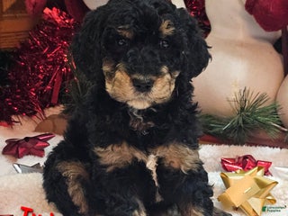 Goldendoodle dogs Twinkle - Ad 32