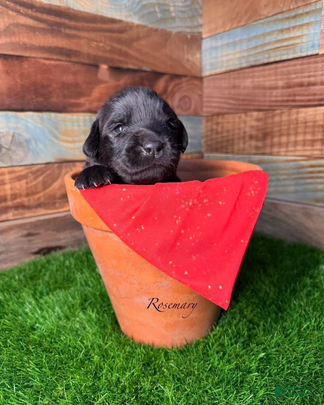 Newfoundland dogs for sale: Rosemary - Ad 1