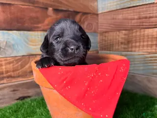 Newfoundland dogs Rosemary - Ad 4