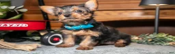 Yorkshire Terrier dogs for sale: Jade - Ad 3