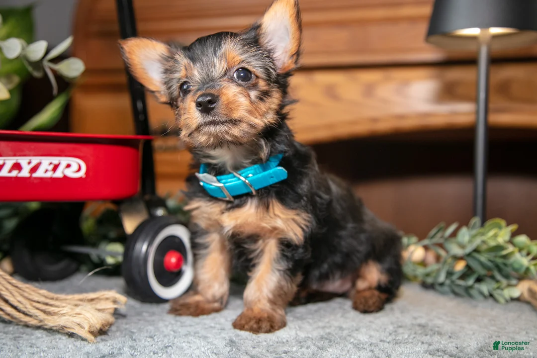 Yorkshire Terrier dogs for sale: Jade - Ad 3