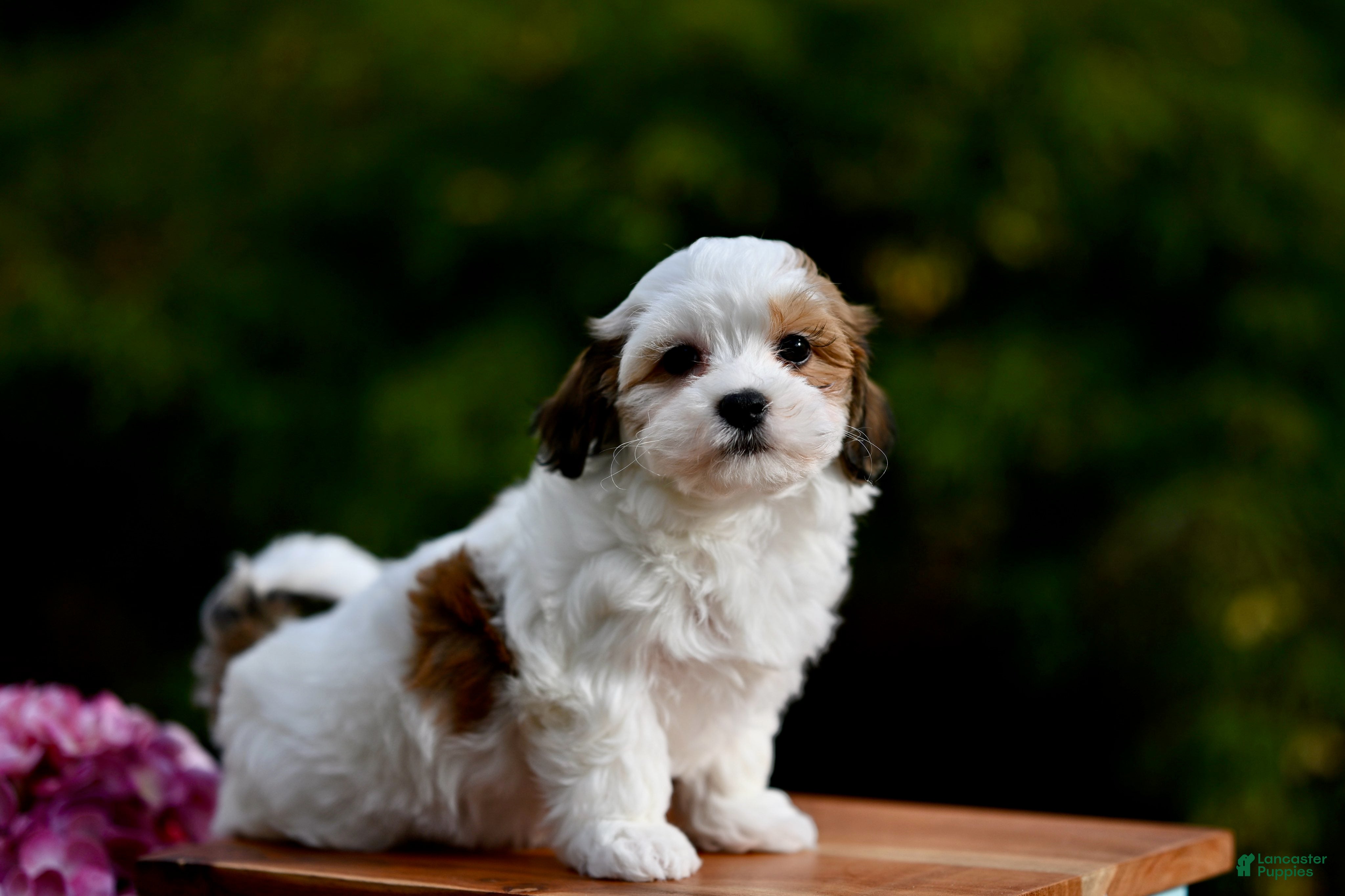 Havanese dogs Lyla - Ad 1
