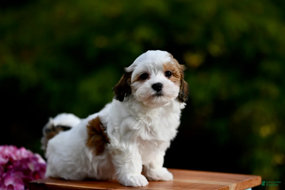 Havanese dogs for sale: Lyla - Ad 1