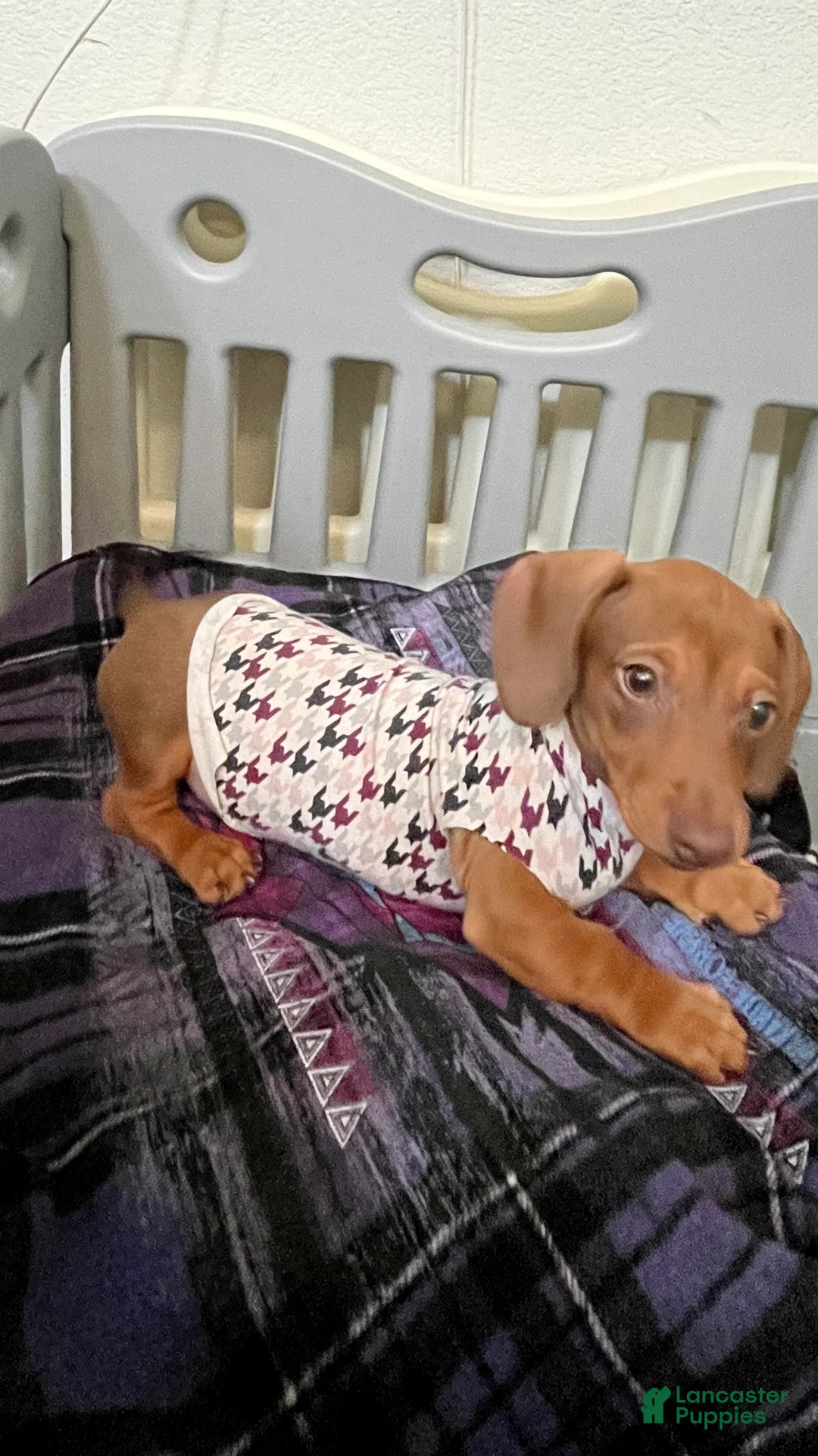 Dachshund dogs for sale: Dachshund Puppy 2 - Ad 2
