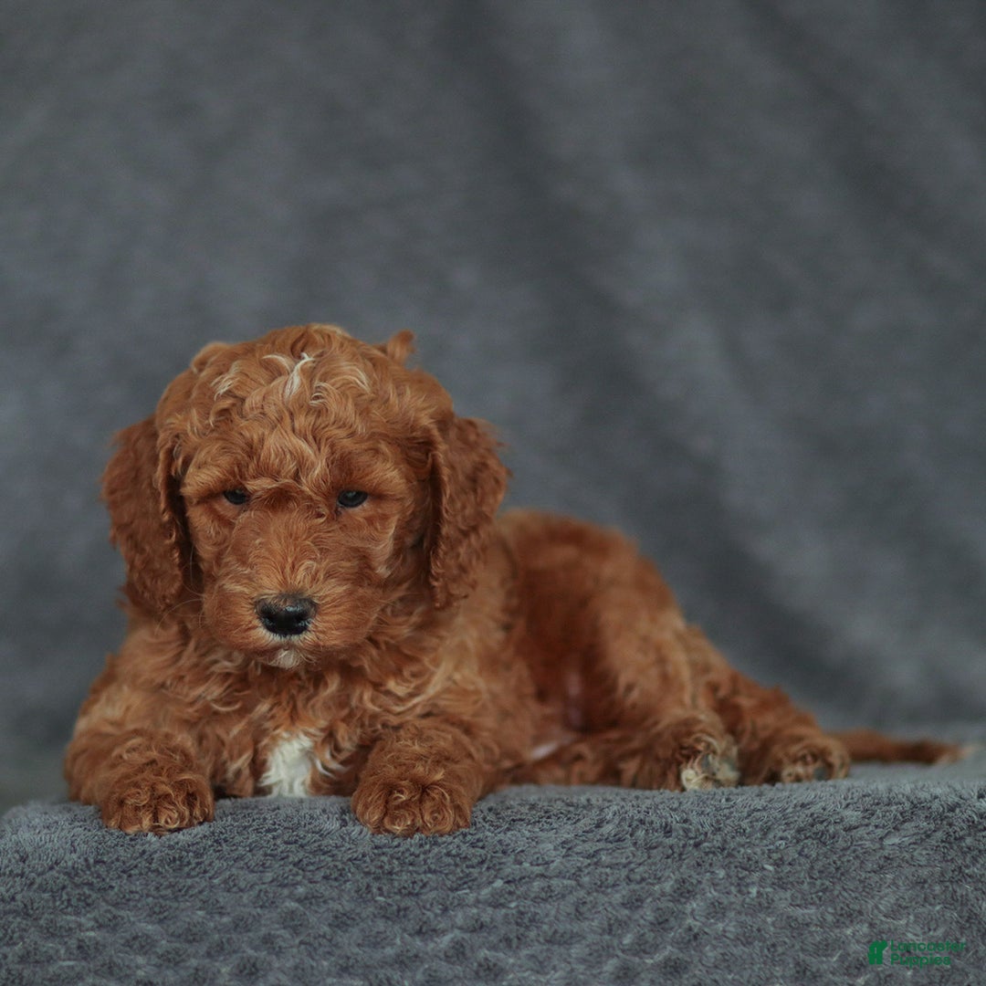 Mixed Breed dogs for sale: Ranger Jr. - Ad 2