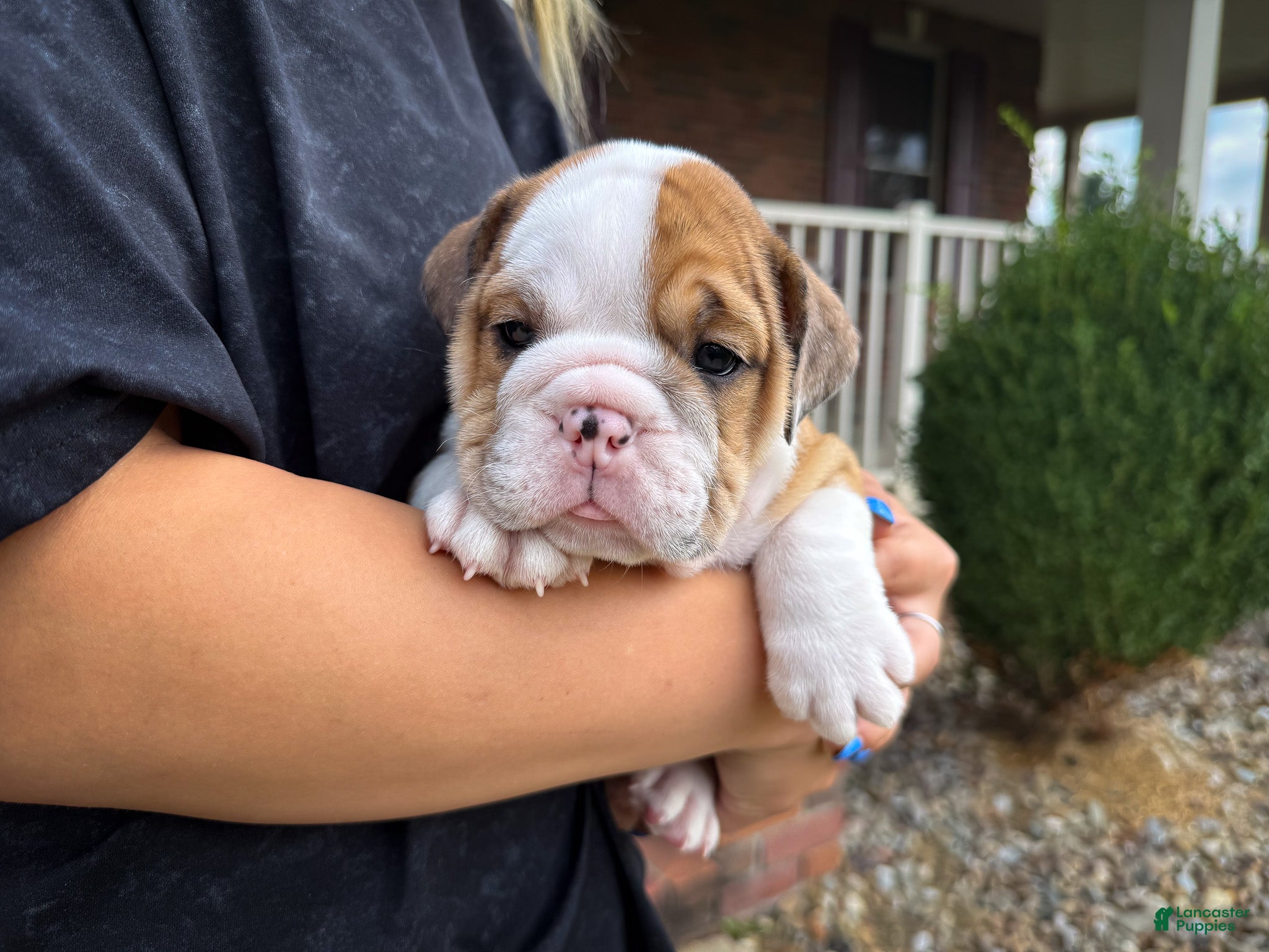 English Bulldog dogs George - Ad 1
