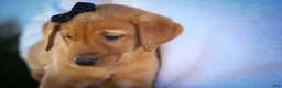 Labrador Retriever dogs for sale: NORMAN - Ad 8