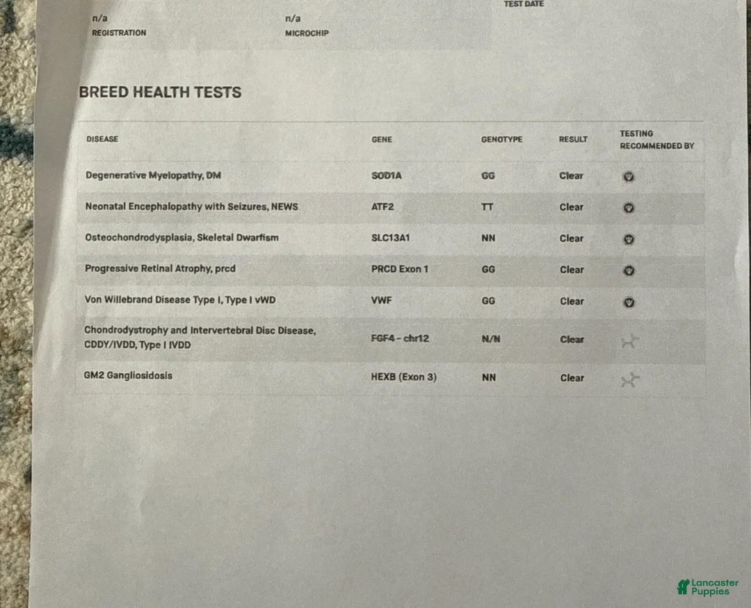 Standard Poodle dogs for sale:  Josie AKC IN HEAT - Ad 3