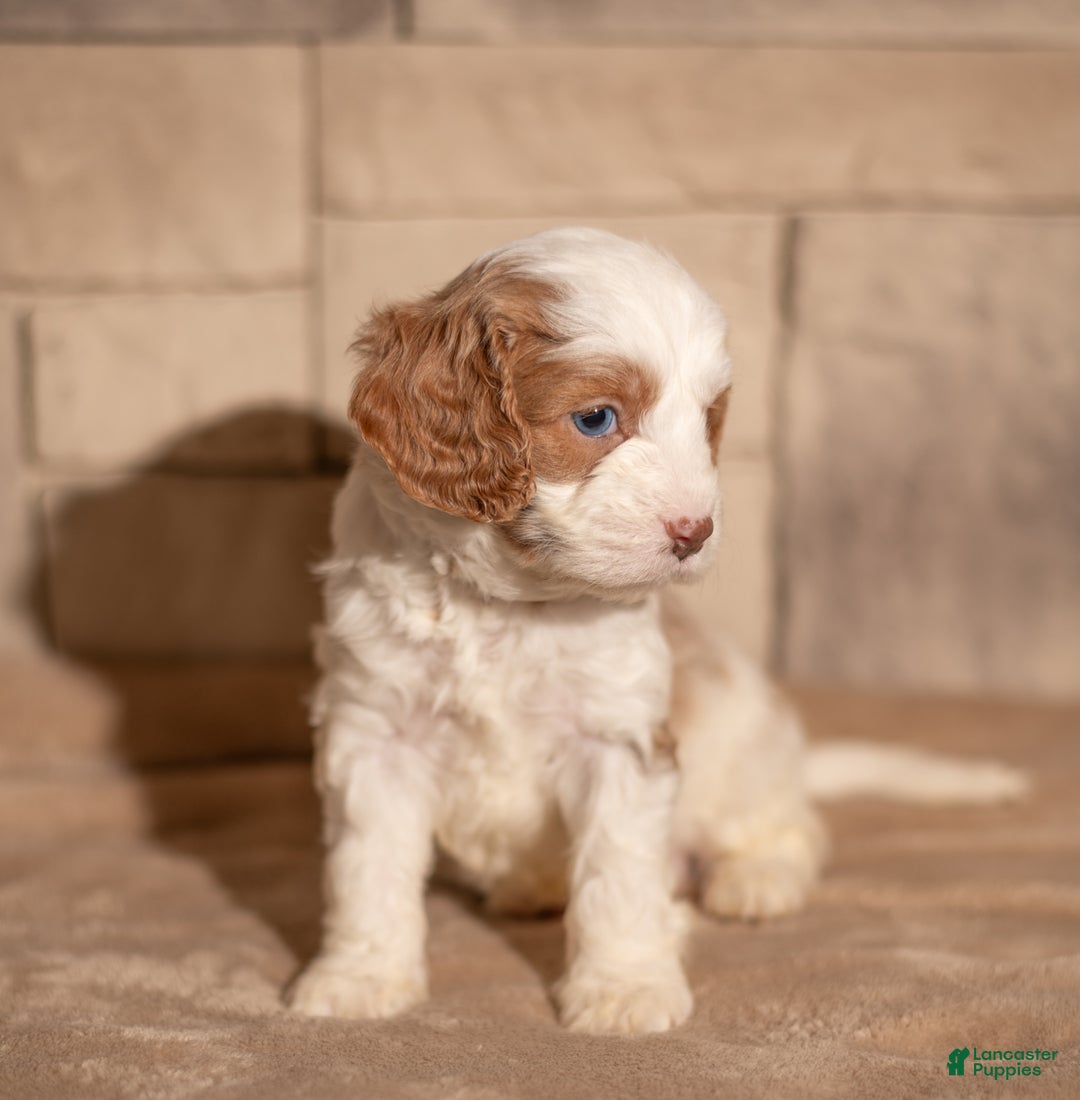 Cavapoo dogs for sale: Theo - Ad 6