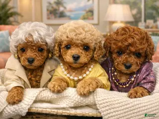Toy Poodle dogs Dorthy Teacup Both Parents Live Here - Ad 9