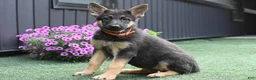 German Shepherd dogs for sale: Amanda - Ad 1