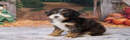 Bernedoodle dogs for sale: Kendrick - Ad 5
