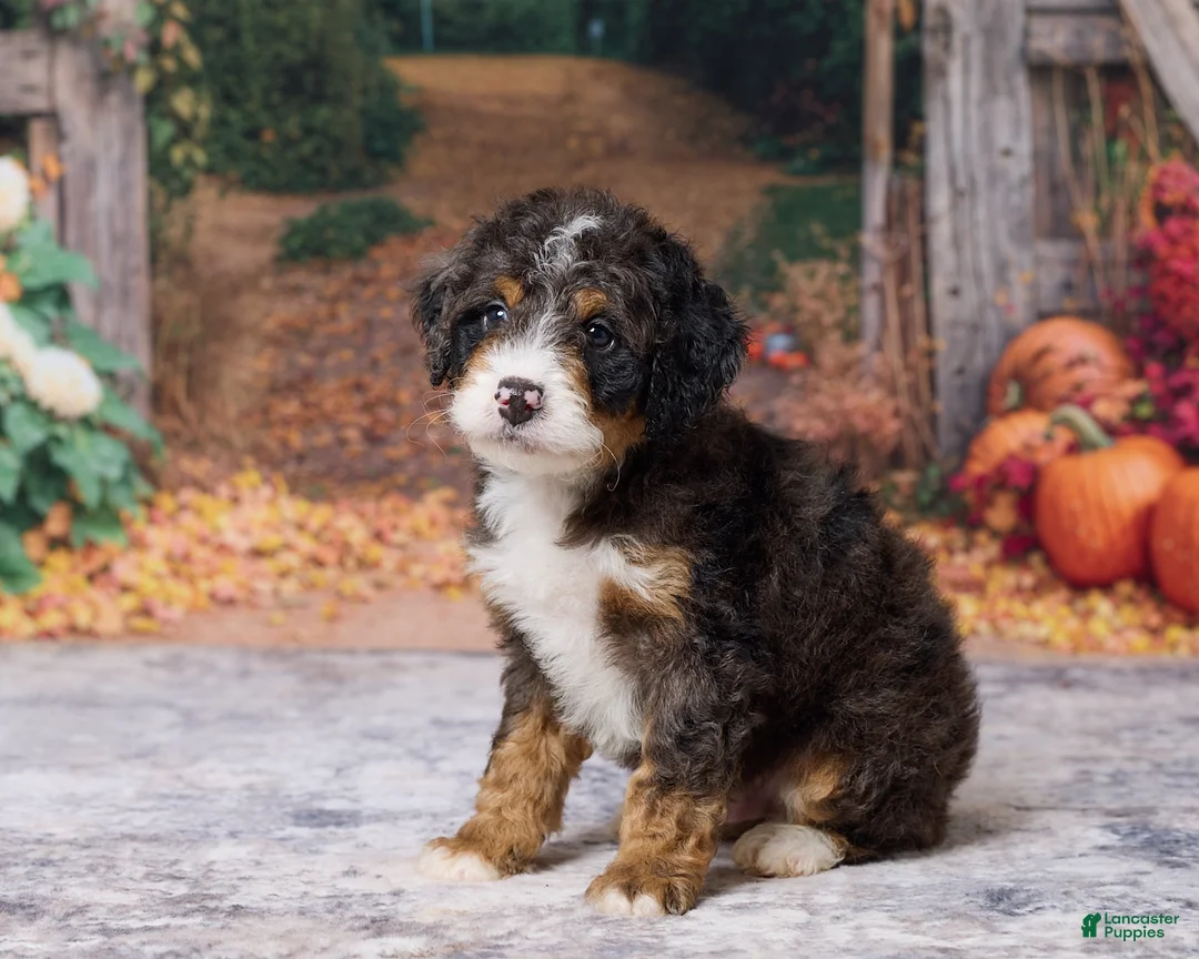 Bernedoodle dogs for sale: Kendrick - Ad 5