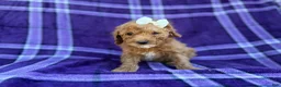 Cavapoo dogs for sale: Anna - Ad 1