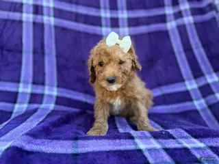 Cavapoo dogs Anna - Ad 14