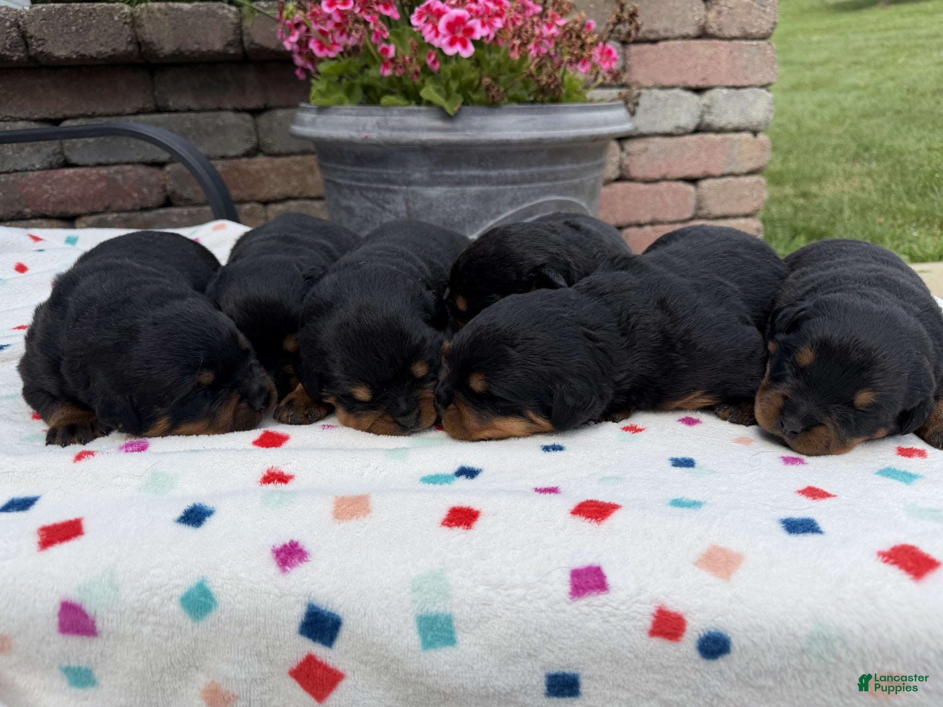 Rottweiler dogs Rottweiler 2 - Ad 1