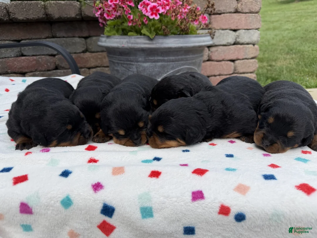 Rottweiler dogs for sale: Rottweiler 2 - Ad 1