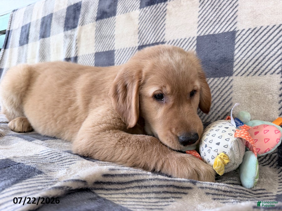 Golden Retriever dogs Duke - Ad 2